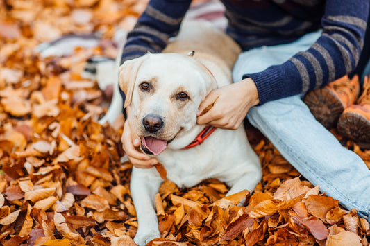 Back to Routine: Stress-Free Dog Care When Life Gets Busy