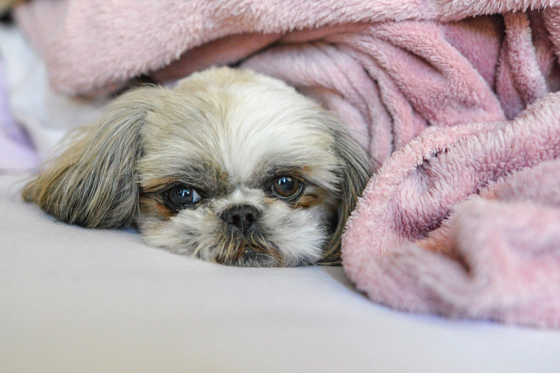 small-dog-resting-under-blanket