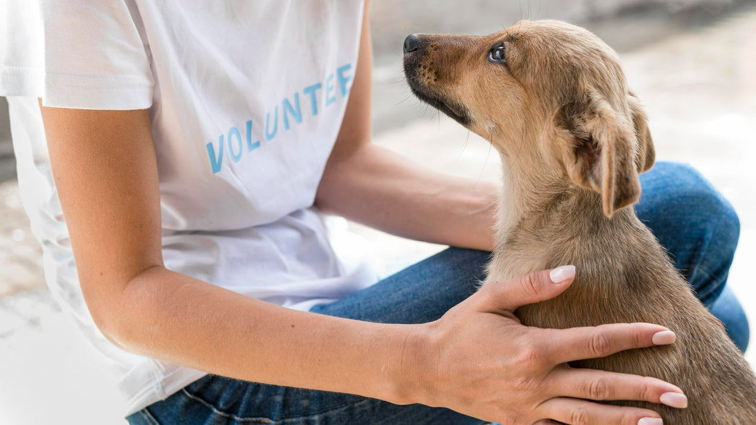 rescue-dog-enjoying-affection-at-shelter