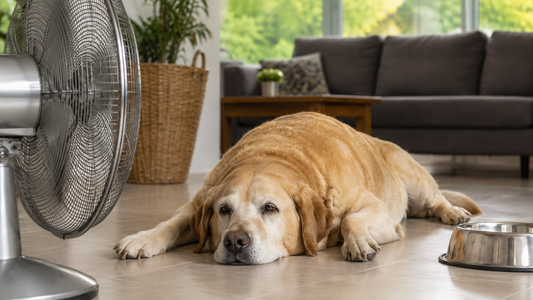 senior-labrador-resting-near-fan