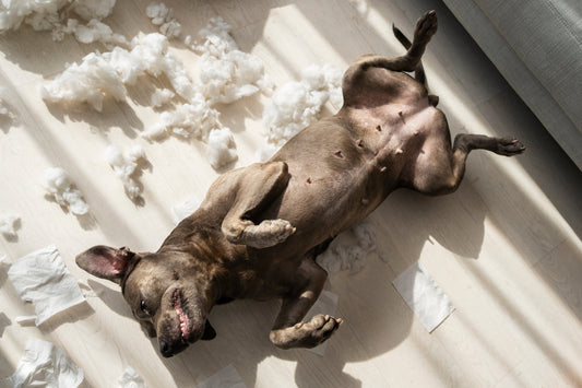 House Training vs. Incontinence: What Pet Parents Need to Know