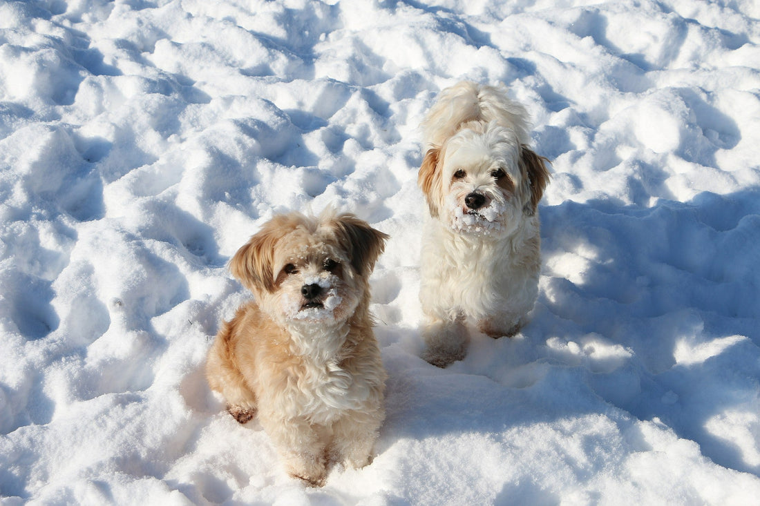 two-cute-white-fluffy-puppies-on-the-snow