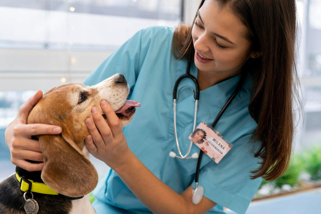 veterinarian-checking-senior-dog