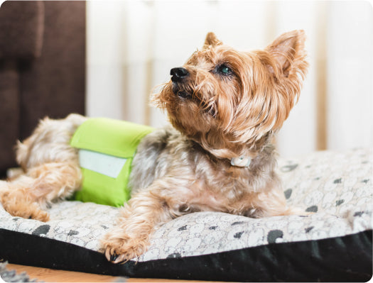 small-dog-belly-band-bed