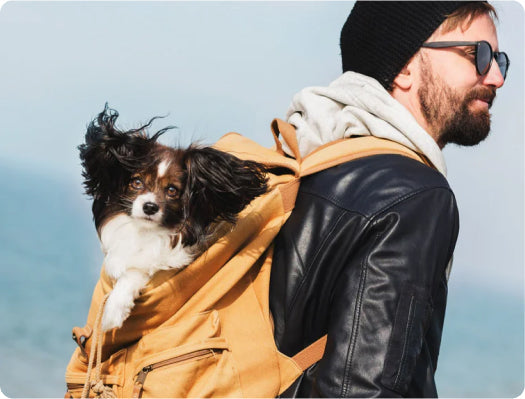 dog-in-backpack-traveling-outdoors
