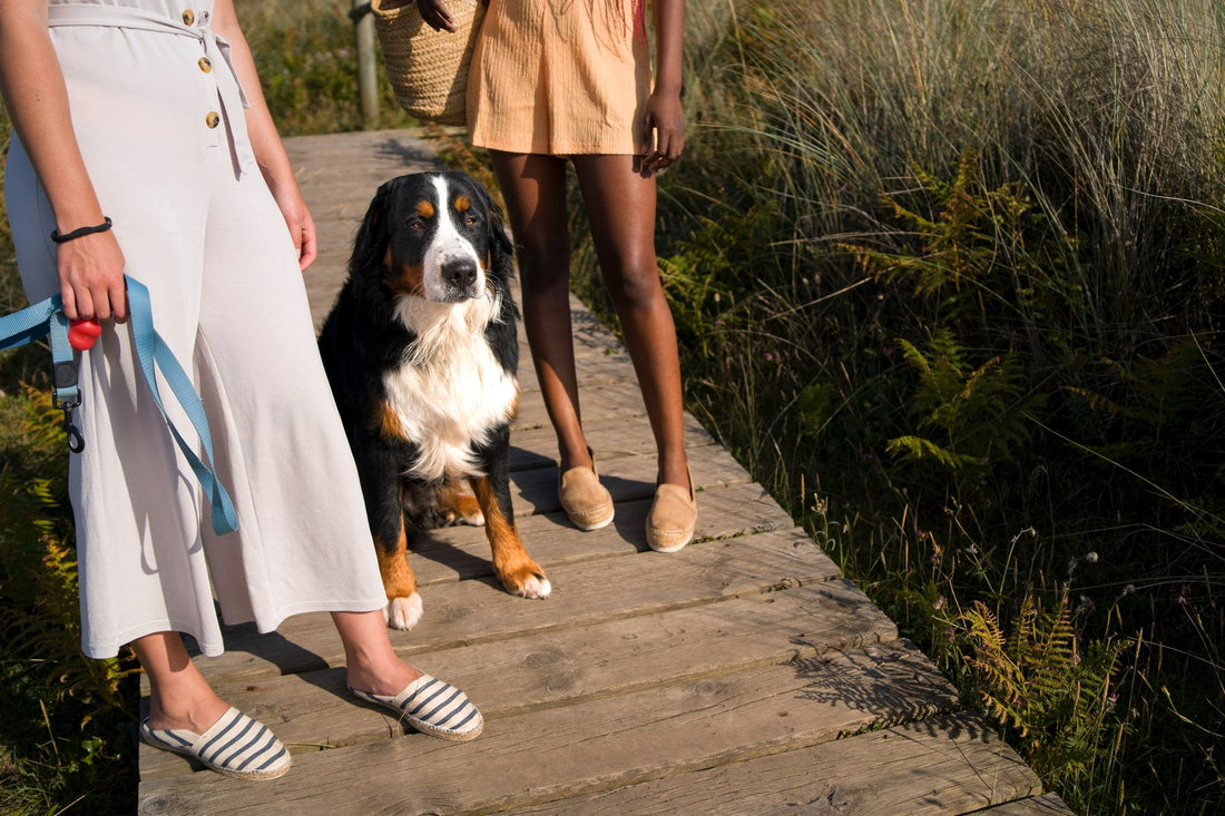 women-walking-large-dog-outdoors