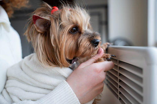 yorkie-heater-snuggle